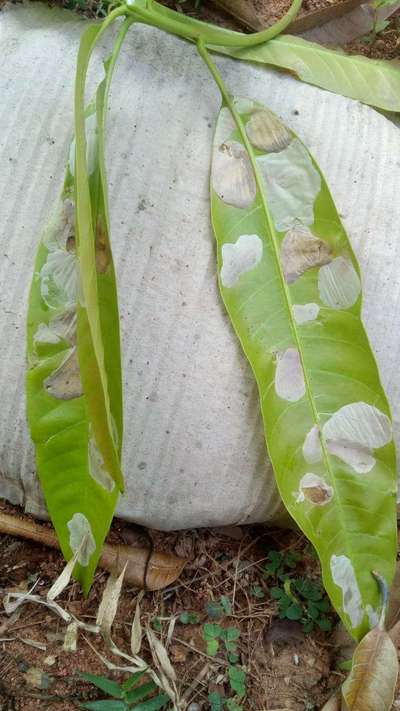 Leaf Miner Flies - Mango