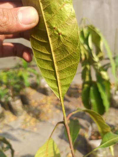 Spider Mites - Mango