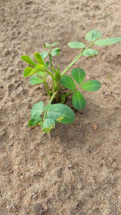 Potassium Deficiency - Peanut