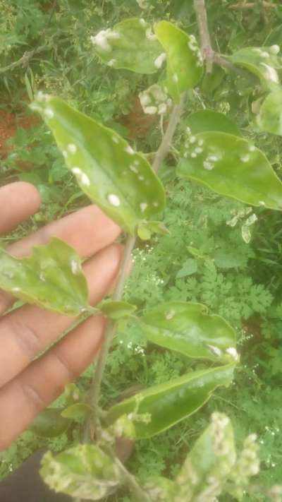 Gall Mite - ಸಿಟ್ರಸ್ (ನಿಂಬೆ, ಕಿತ್ತಳೆ ಹಾಗು ಇತರ ನಿಂಬೆ ಜಾತಿ ಬೆಳೆಗಳು)