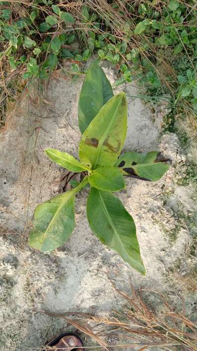 केले की जैन्थोमोनास विल्ट - केला