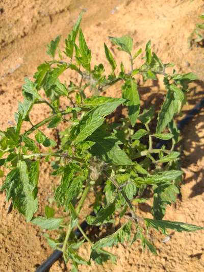 Powdery Mildew - Tomato