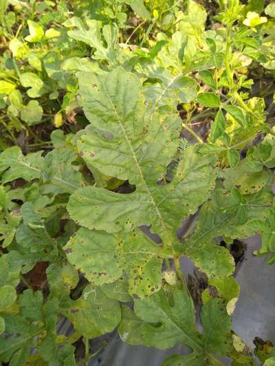 Cercospora Leaf Spot of Legumes - Melon