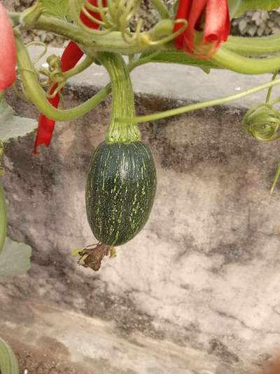 ক্যালসিয়ামের অভাবজনিত রোগ - কুমড়া