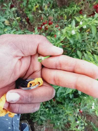 ಮೆಣಸಿನ ಬೂದಿರೋಗ - ದಪ್ಪ ಮೆಣಸಿನಕಾಯಿ & ಮೆಣಸಿನಕಾಯಿ