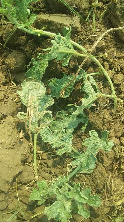 Leaf Miner Flies - Melon