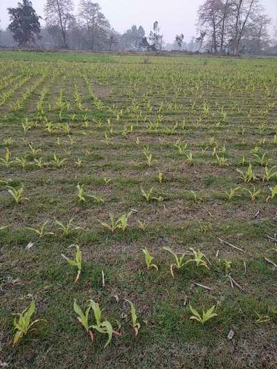 Nitrogen Deficiency - Maize