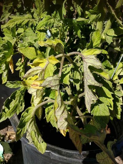 Downy Mildew - Tomato