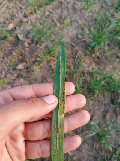 Brown Rust of Rye - Wheat