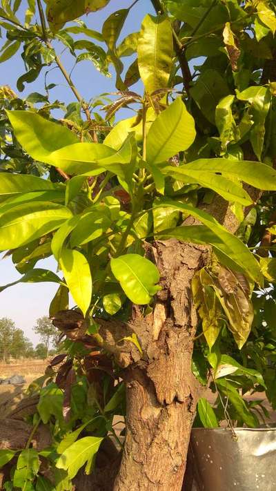 Boron Deficiency - Mango