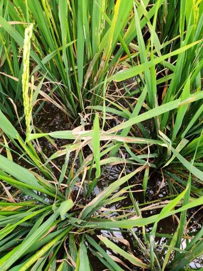 Tobacco Caterpillar - Rice