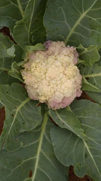 Boron Deficiency - Cauliflower