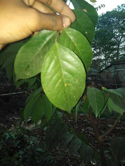 Leaf Spot of Citrus - Citrus