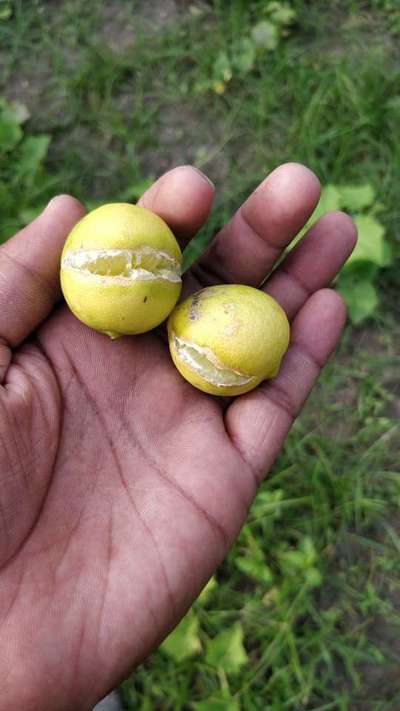 Fruit Cracking - Citrus