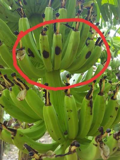 Anthracnose of Banana - Banana