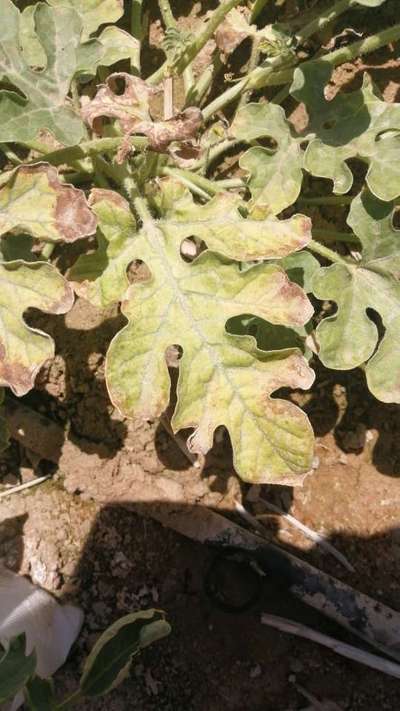 Downy Mildew of Cucurbits - البطيخ