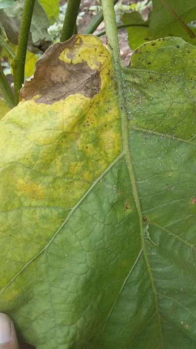 Early Blight - Brinjal