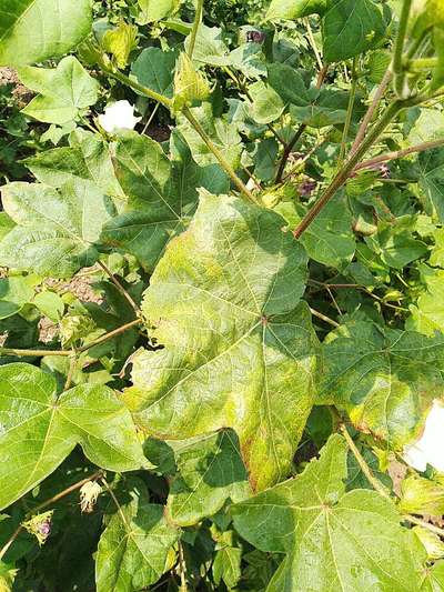 Cotton Leafhopper Jassids - Cotton