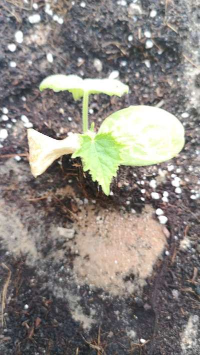 Leaf Miner Flies - Cucumber