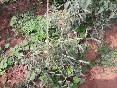 Verticillium Wilt - Tomato