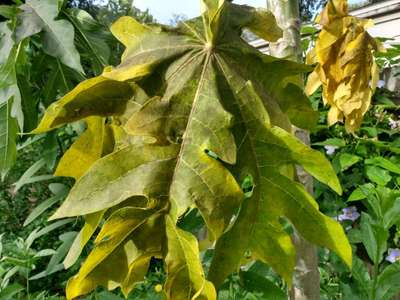 Sooty Mold - Papaya