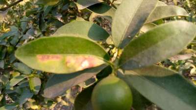 Anthracnose of Citrus - Citrus