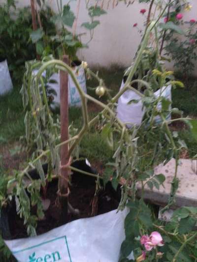 Bacterial Wilt - Tomato