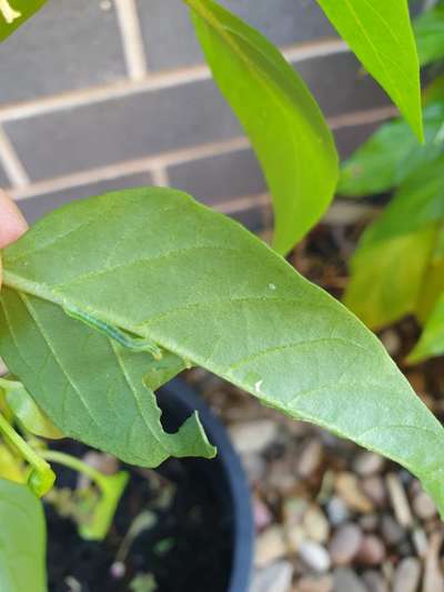 Southern Armyworm - Capsicum & Chilli