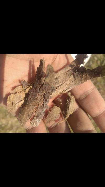 Fruit Tree Bark Beetle - Apple