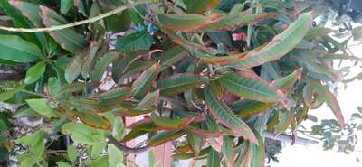 Potassium Deficiency - Mango