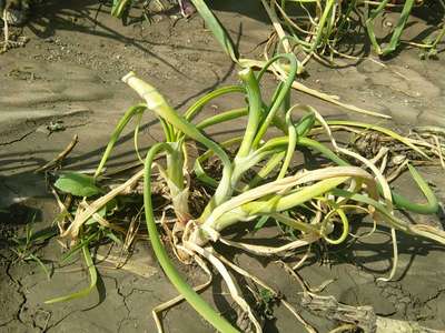 ಬಿಳಿ ಕೊಳೆ ರೋಗ - ಈರುಳ್ಳಿ