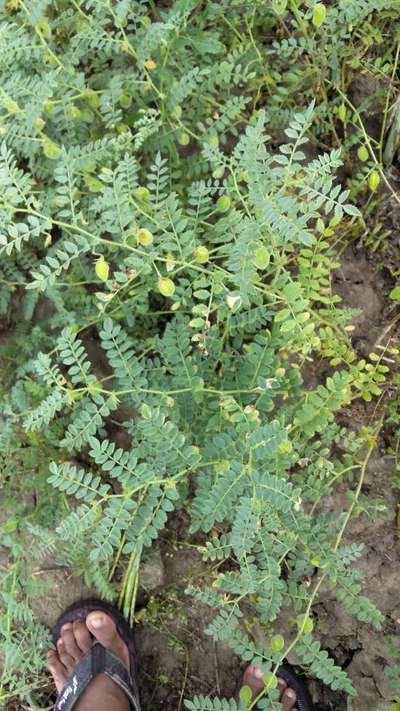 काबुली चने का शुष्क जड़ विगलन रोग - काबुली चना