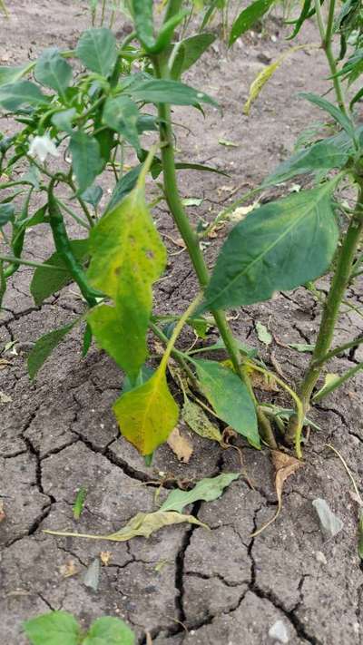 Nitrogen Deficiency - Capsicum & Chilli