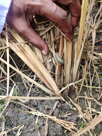 Fall Armyworm - Rice