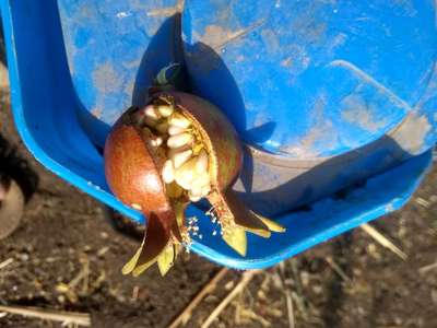 Boron Deficiency - Pomegranate