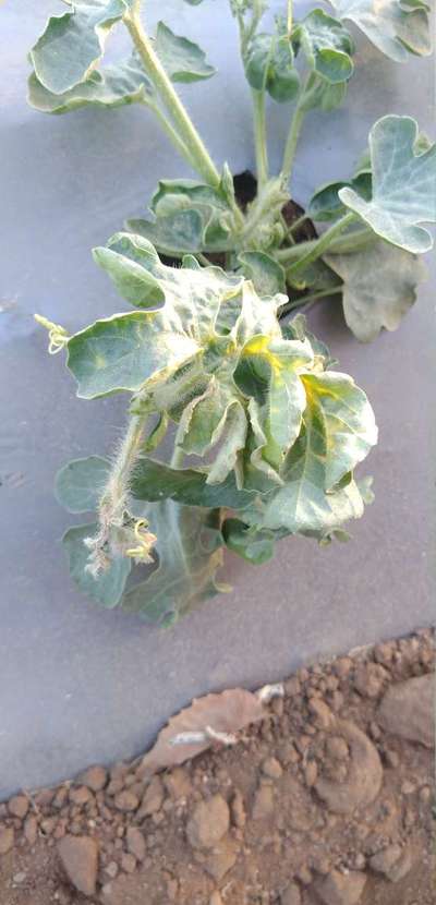 Downy Mildew of Cucurbits - Melon