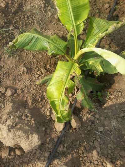 Leaf Blotch of Banana - Banana