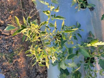 Leaf Curl in Tomato - Tomato