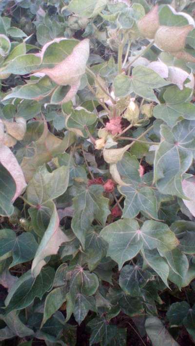 Cotton Leaf Curl Virus - Cotton