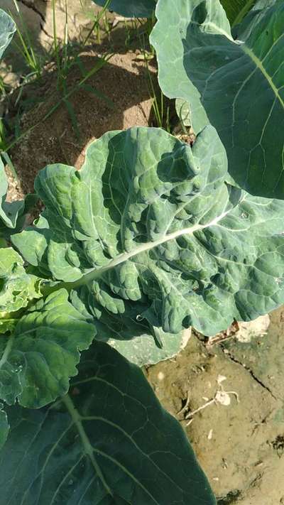 Thrips - Cabbage