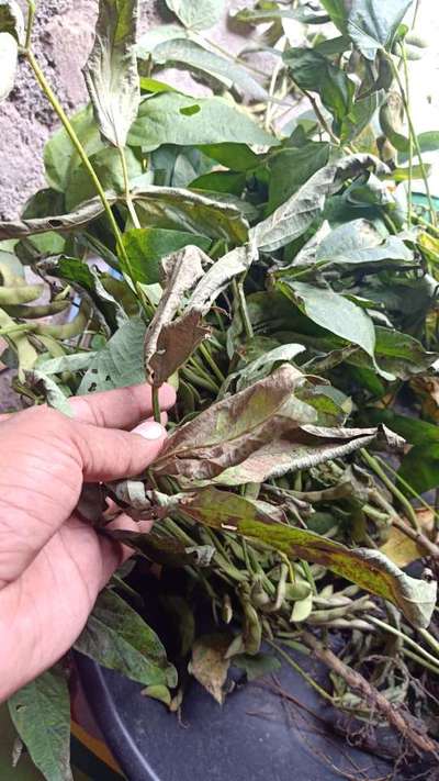 Soybean Stem Miner - Soybean