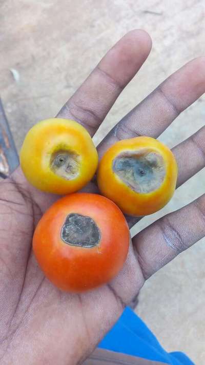 Blossom End Rot - Tomato