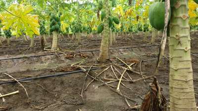 Phytophthora Crown and Root Rot - Papaya