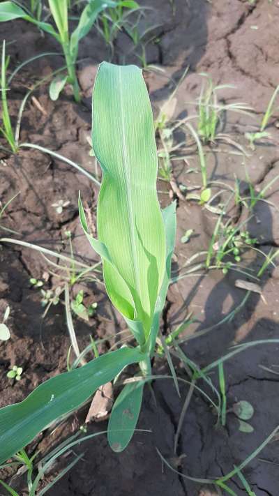 Boron Deficiency - Maize