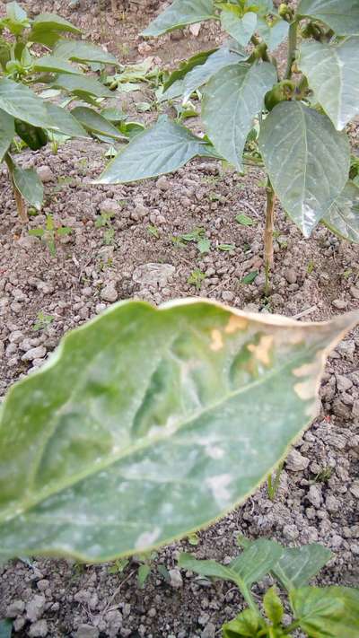 Pesticide Burn - Capsicum & Chilli