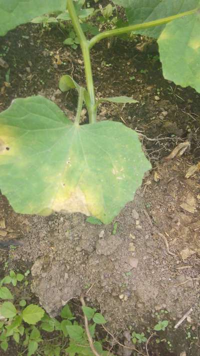 Potassium Deficiency - Cucumber