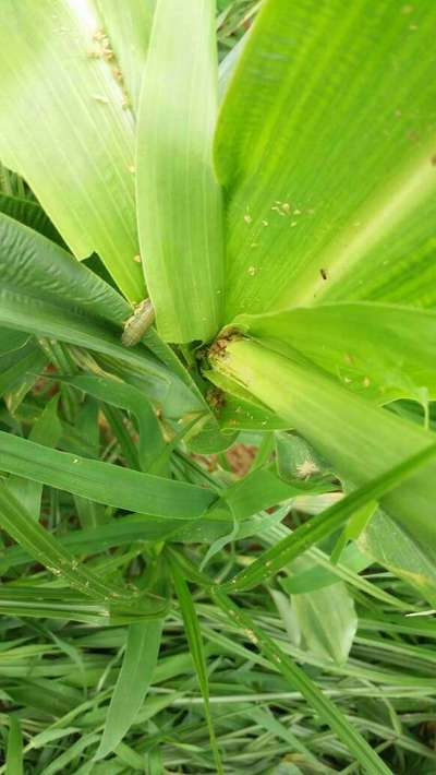 Fall Armyworm - Maize