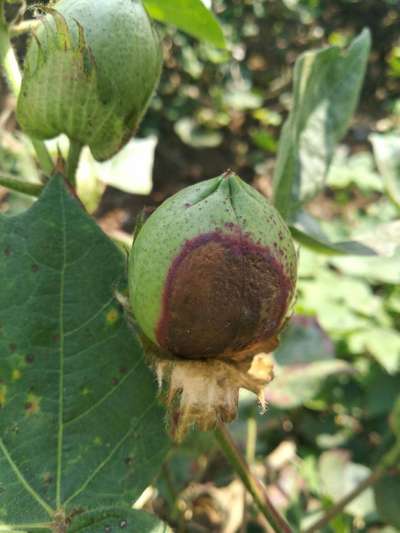 Leaf Reddening of Cotton - Cotton