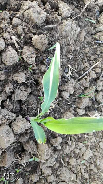 Potassium Deficiency - Maize