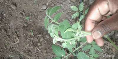 Leaf Miner Flies - Tomato